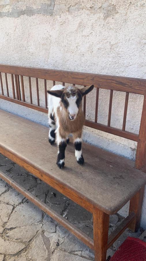 Chalupa Gretl Pohorsko Dış mekan fotoğraf