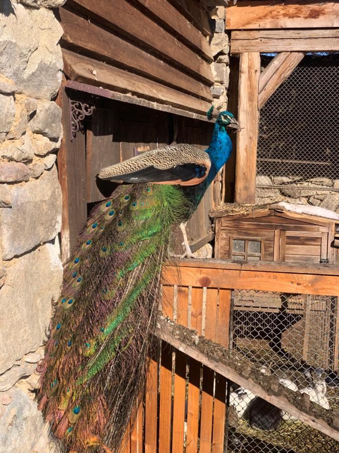 Chalupa Gretl Pohorsko Dış mekan fotoğraf