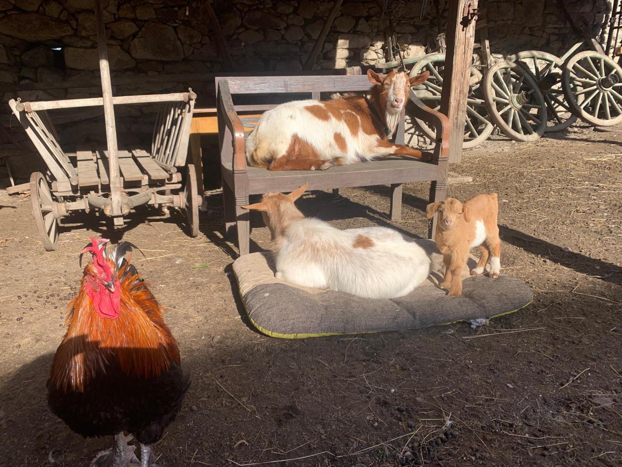 Chalupa Gretl Pohorsko Dış mekan fotoğraf